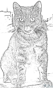 chat Coloriages À Imprimer